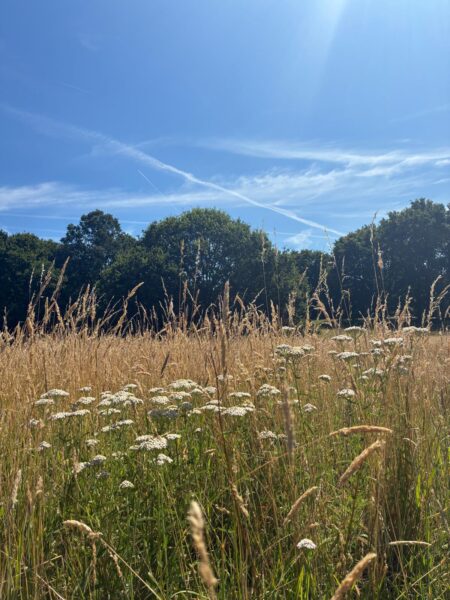 Summer grass, trees and blue sky on the Heath